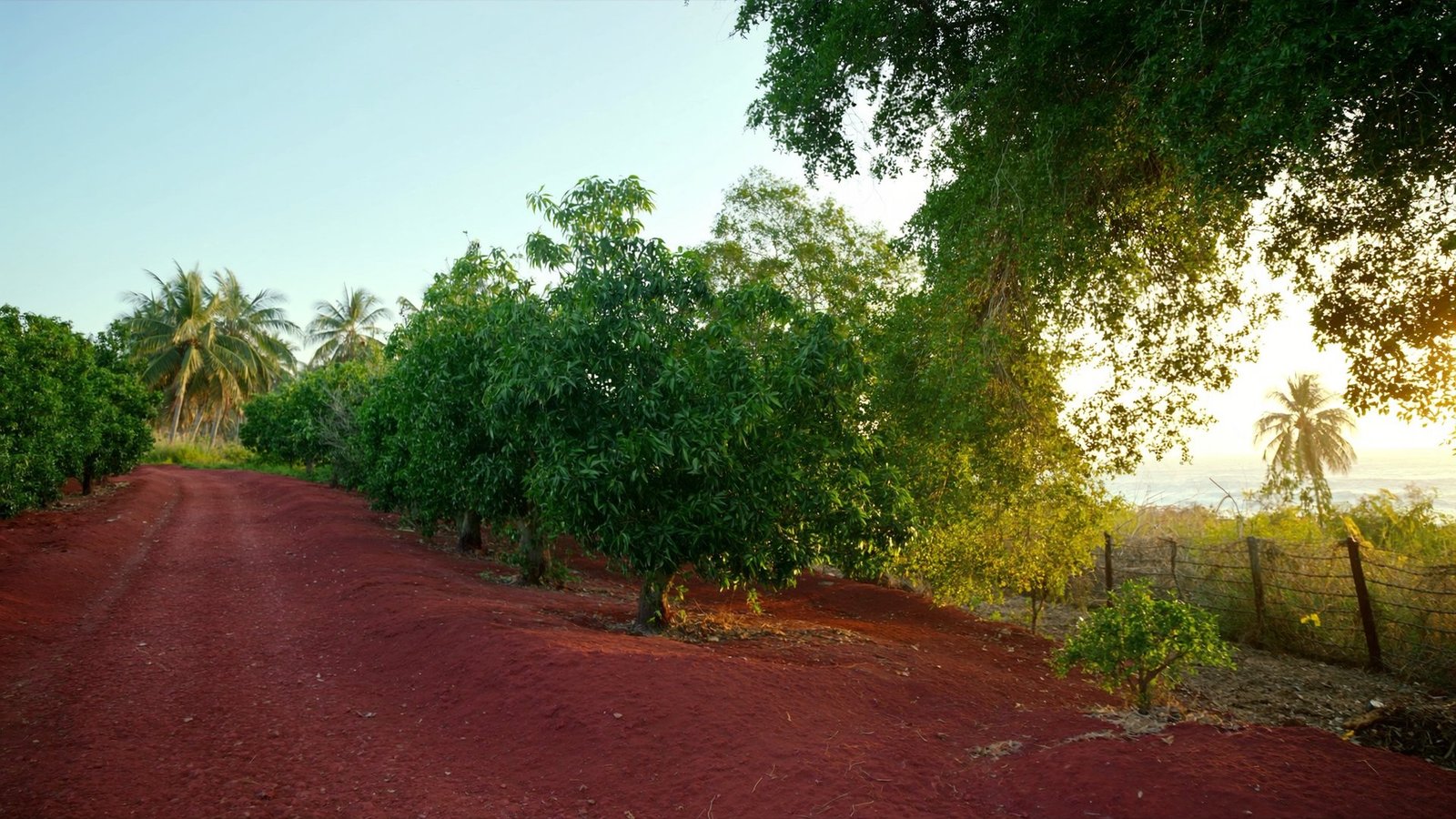 Illustrative Konkan orchard and coastal landscape